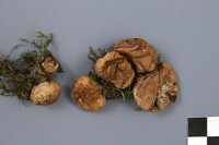 Lycoperdon flavotinctum image